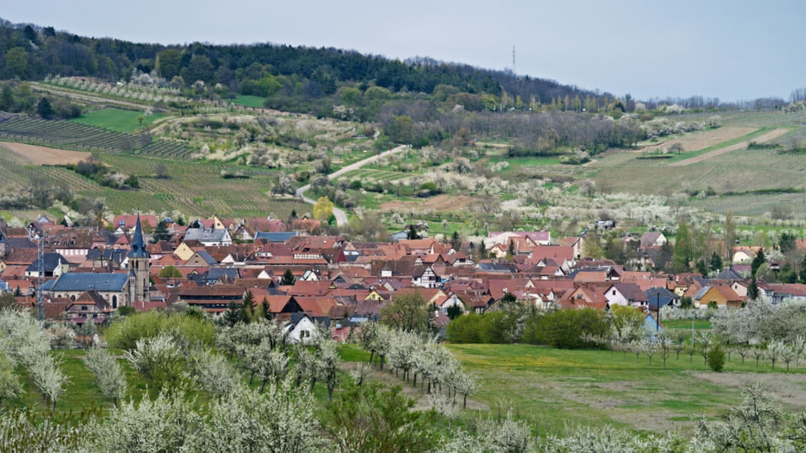 Balade Gourmande de Westhoffen